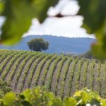 Top 3 des plus beaux vignobles d'Australie