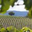 Top 3 des plus beaux vignobles d’Australie