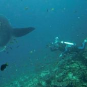 Séjour à Bali : les spots de plongée où se rendre