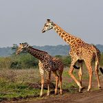 Rwanda