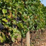 La Roumanie : Un Paradis pour les Amateurs de Vins et de Gastronomie