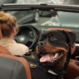 Voyager avec son animal de compagnie