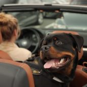 Voyager avec son animal de compagnie