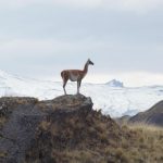 voyage en Patagonie